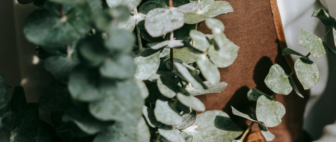 Les bienfaits de l'eucalyptus dans la douche